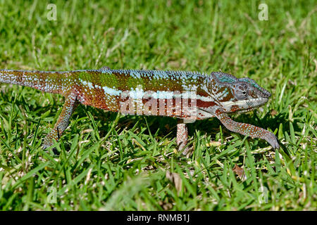 Panther chameleon (maschio) - Furcifer pardalis Foto Stock