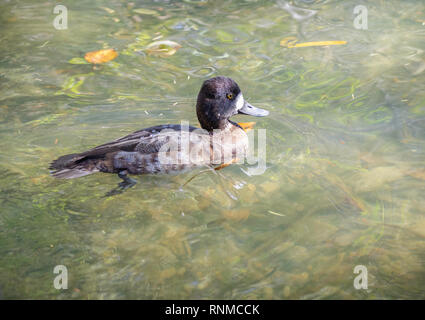 Lesser Scaup (Aythya affinis) Franklin Canyon, Los Angeles, CA, Stati Uniti d'America. Foto Stock