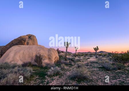 Il paesaggio del deserto, Joshua Tree (Yucca brevifolia) e arrotondare le rocce di granito al tramonto, formazioni rocciose, Vasca bianca Campeggio Foto Stock