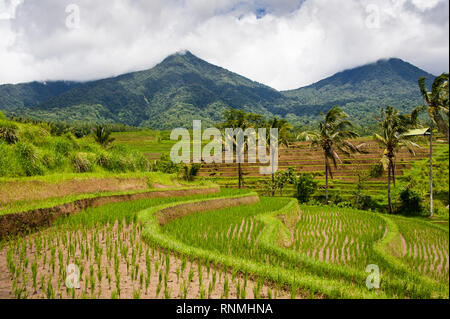 Jatiluwih terrazze di riso, Bali, Indonesia. Bellissimo paesaggio delle highland, fresche verdi risaie con viste al Batukaru mountain range dietro Foto Stock