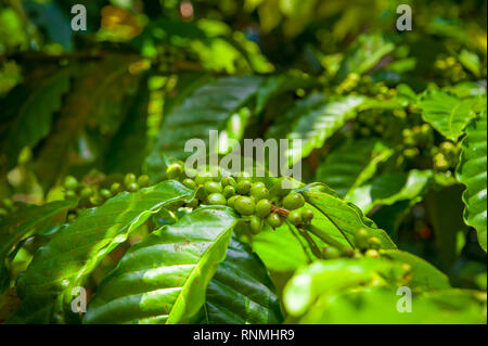 La maturazione delle ciliegie di caffè su un ramo. Vicino la frutta con sfondo bokeh di fondo Foto Stock