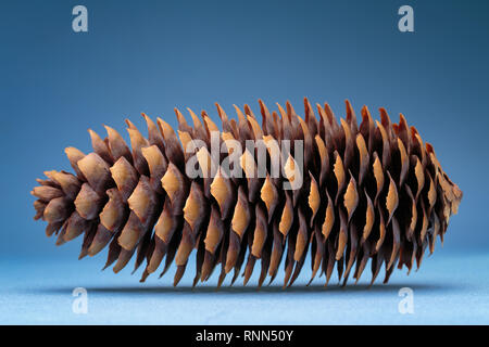 Asciugare il cono di abete rosso su sfondo blu. Studio fotografico. Foto Stock