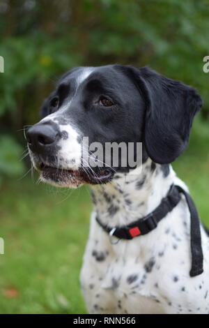 Un tedesco Shorthaired puntatore X Springer Spaniel sat in un giardino della famiglia. Foto Stock