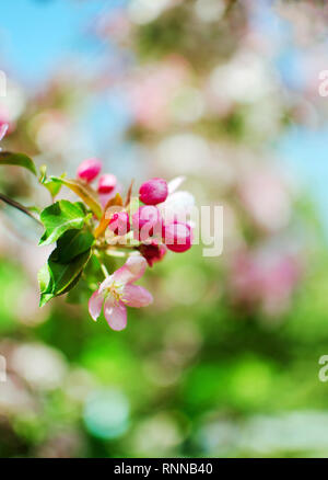 Ramo di fioritura di apple fiori e boccioli. Ramo di albero di apple con foglie verdi. Concetto di primavera. Foto Stock