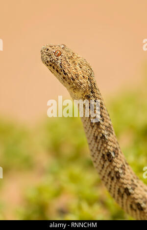 Peringuey il sommatore - Bitis peringueyi, piccola velenosa vipera dal deserto del Namib, Walvis Bay, Namibia. Foto Stock