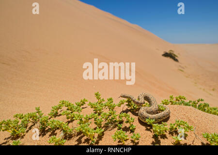 Peringuey il sommatore - Bitis peringueyi, piccola velenosa vipera dal deserto del Namib, Walvis Bay, Namibia. Foto Stock