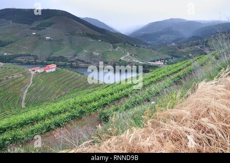 Il Portogallo regione vinicola - vigneti in collina lungo il fiume Douro valley. Alto Douro DOC. Foto Stock