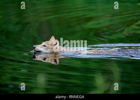 Lupo (Canis lupus), giovane animale nuotare in acqua, pino County, Minnesota, Stati Uniti d'America Foto Stock