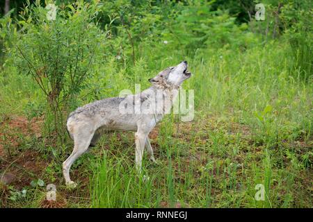 Lupo (Canis lupus), Adulto, urlando in prato, Pino County, Minnesota, Stati Uniti d'America Foto Stock