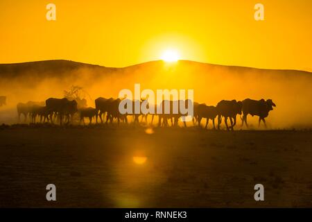 Sagome di bovini, allevamento a piedi nella savana polverosa al tramonto, Damaraland, Namibia Foto Stock