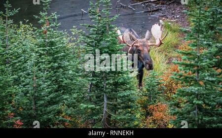 Elk (Alces alces) guarda attraverso gli alberi, superiore due Medicine Lake, il Parco Nazionale di Glacier, Montana, USA Foto Stock