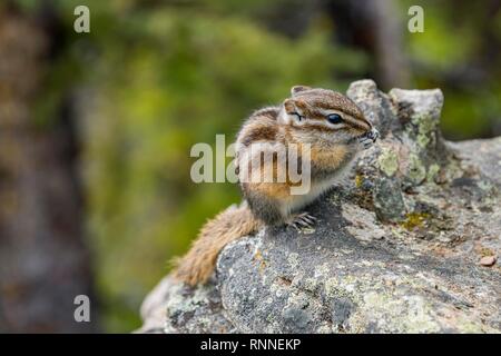 Scoiattolo striado orientale (Tamias striatus), seduto su di una pietra di mangiare, il Parco Nazionale di Banff, Alberta, Canada Foto Stock