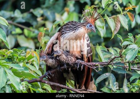 Hoatzin (Opisthocomus hoazin), si siede con due pulcini in una struttura ad albero nella foresta pluviale, a Oxbow-Lake, Perù Foto Stock