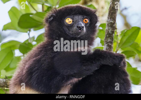 La Milne-Edward Sifika, lemuri, Propithecus edwardsi, Ranomafana National Park, Madagascar. Cieco occhio destro a causa di trauma Foto Stock