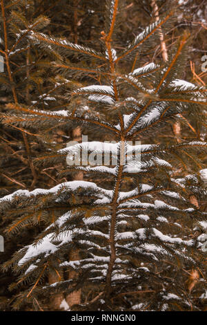 Ago di pino tree ricoperta di neve in inverno paesaggio forestale in Germania Foto Stock