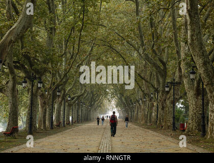 Avenida dos Platanos, Ponte de Lima Foto Stock