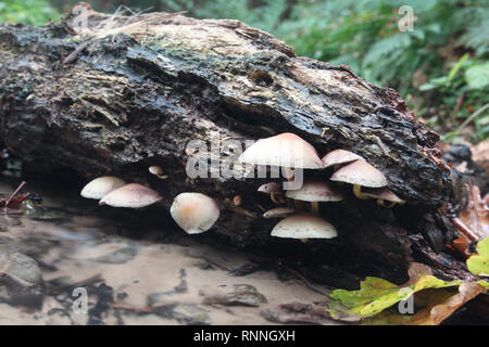 I funghi che crescono in foresta Bunderbos vicino a Maastricht su un pezzo di legno sopra un piccolo ruscello. Fungo è un Oudemansiella mucida Foto Stock