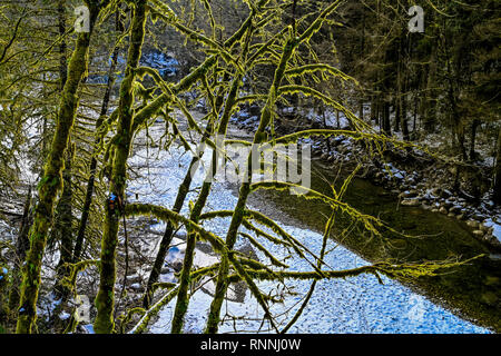 Seymour River, inverno, inferiore Seymour Conservation Reserve, North Vancouver, British Columbia, Canada Foto Stock