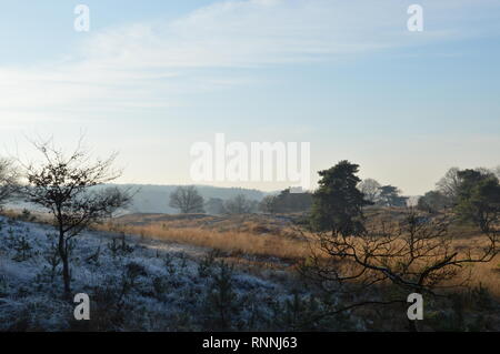 Un gelido inverno giorno nell'Hoge Veluwe National Park in Paesi Bassi Foto Stock
