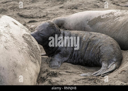 Northern guarnizione di elefante, Piedras Blancas rookery, California Foto Stock