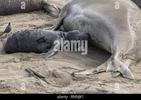 Northern guarnizione di elefante, Piedras Blancas rookery, California Foto Stock