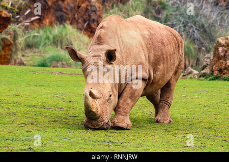 Rinoceronte bianco o bianco Rhino, Ceratotherium simum, con Big Horn in Cabarceno Parco naturale Foto Stock