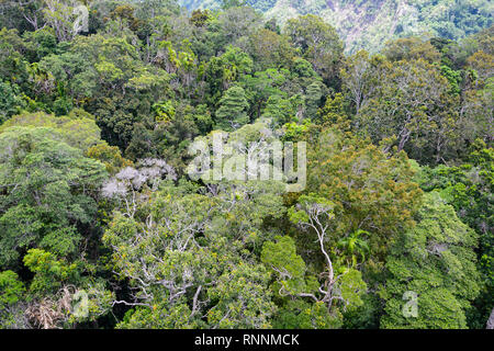 Vista aerea della foresta pluviale tropicale tettoia visto da Skyrail, Barron Gorge National Park, Cairns, estremo Nord Queensland, FNQ, QLD, Australia Foto Stock