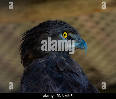 Un primo piano ritratto di un serpente marrone Eagle all'African Raptor Centre, Natal Midlands, Sud Africa. Foto Stock