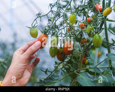 Pechino, cinese della Provincia di Zhejiang. 29 Nov, 2018. Un turista raccoglie i pomodori ciliegia a un'agricoltura ecologica serra Dongming nel villaggio di Donglin città in Huzhou, est della Cina di Provincia dello Zhejiang, nov. 29, 2018. Credito: Xu Yu/Xinhua/Alamy Live News Foto Stock