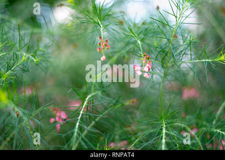 Grevillea rosmarinifolia ramo con fiori di colore rosso Foto Stock