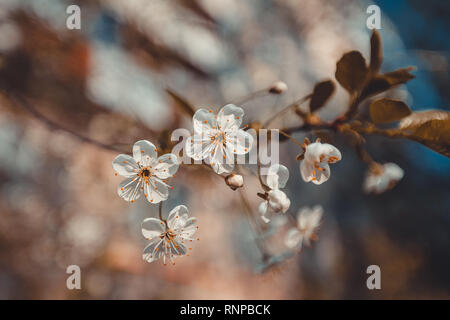 La molla ciliegia Sakura bianco con fiori Foto Stock
