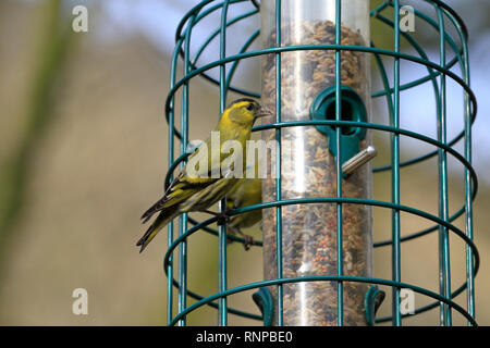 Maschio adulto lucherino, Carduelis spinus alimentando ad un seme bird feeder, Inghilterra, Regno Unito. Foto Stock