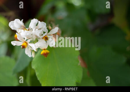 Ago spagnolo, mendicante s tick, black jack, ginestra stick, ciabattino s pioli, Hairy mendicante zecche, gli agricoltori frien, Bidens pilosa, Asteraceae Foto Stock