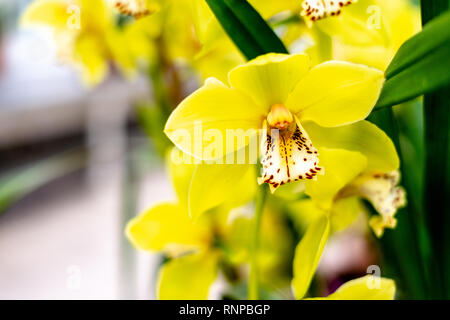 Fiore di Cymbidium giallo orchidea. Foto Stock