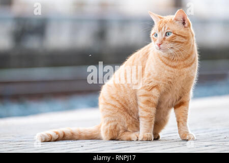 Ritratto di un gatto comune Foto Stock