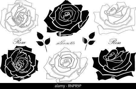 Le rose. Silhouette. In bianco e nero. Set di elementi isolati su uno sfondo bianco. Illustrazione vettoriale EPS file 10 Illustrazione Vettoriale