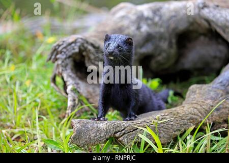 American visoni (Mustela vison), Adulto, avviso, Contea di pino, Minnesota, Stati Uniti d'America Foto Stock