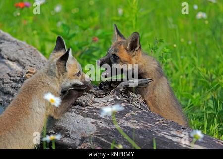 American volpi rosse (Vulpes vulpes fulvus), animali giovani giocando su un tronco di albero, comportamento sociale, pino County, Minnesota, Stati Uniti d'America Foto Stock