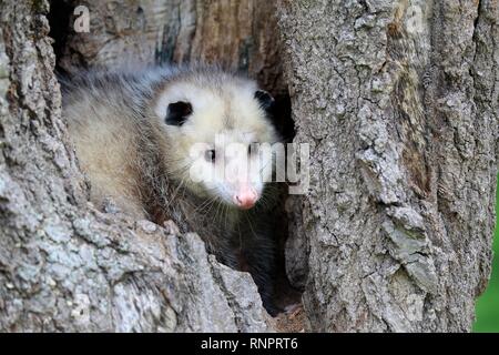 Virginia Opossum (Didelphis virginiana), Adulto, guardando curiosamente dalla struttura ad albero cavo, Contea di pino, Minnesota, Stati Uniti d'America Foto Stock