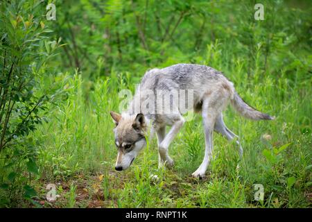 Lupo (Canis lupus), Adulto, camminando sul prato, Contea di pino, Minnesota, Stati Uniti d'America Foto Stock