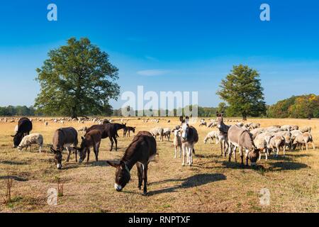 Allevamento di ovini (Ovis) con allevamento protectiondonkeyn (Equus asinus) per la protezione contro i lupi nelle zone golenali Elba vicino a Dessau Foto Stock