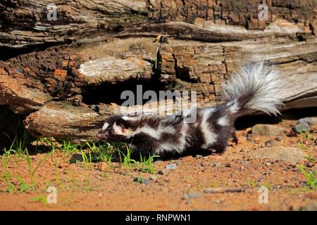 Orientale skunk maculato (Spilogale putorius), Adulto, avviso, Contea di pino, Minnesota, Stati Uniti d'America Foto Stock