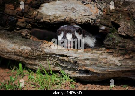 Orientale skunk maculato (Spilogale putorius) guarda fuori del tronco marcio, adulto, avviso, Contea di pino, Minnesota, Stati Uniti d'America Foto Stock