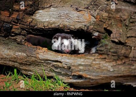 Orientale skunk maculato (Spilogale putorius) guarda fuori del tronco marcio, adulto, avviso, Contea di pino, Minnesota, Stati Uniti d'America Foto Stock