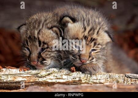 Bobcat (Lynx rufus), due gattini guardando dall'allevamento animale, Ritratto, pino County, Minnesota, Stati Uniti d'America Foto Stock