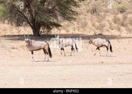 Gemsbok, Oryx gazella, nel Kgalagadi transfrontaliera, Parco Nazionale, Northern Cape, Sud Africa, tre in asciutto alveo del fiume Auob, vista laterale Foto Stock