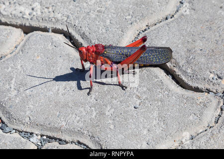 Rosso Milkweed comune Locust,Phymateaus morbillosus, sulla pavimentazione, Western Cape, Sud Africa, un velenoso locust grasshopper, parassiti agricoli Foto Stock