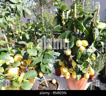 Molti vasi di limoni albero per la vendita al mercato Foto Stock