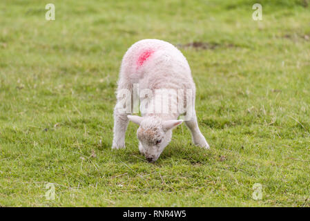 Un grazioso piccolo agnello è il pascolo in un campo durante la primavera. Foto Stock