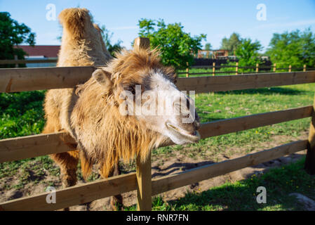 Cammello vicino fino a zoo. soleggiata giornata estiva Foto Stock